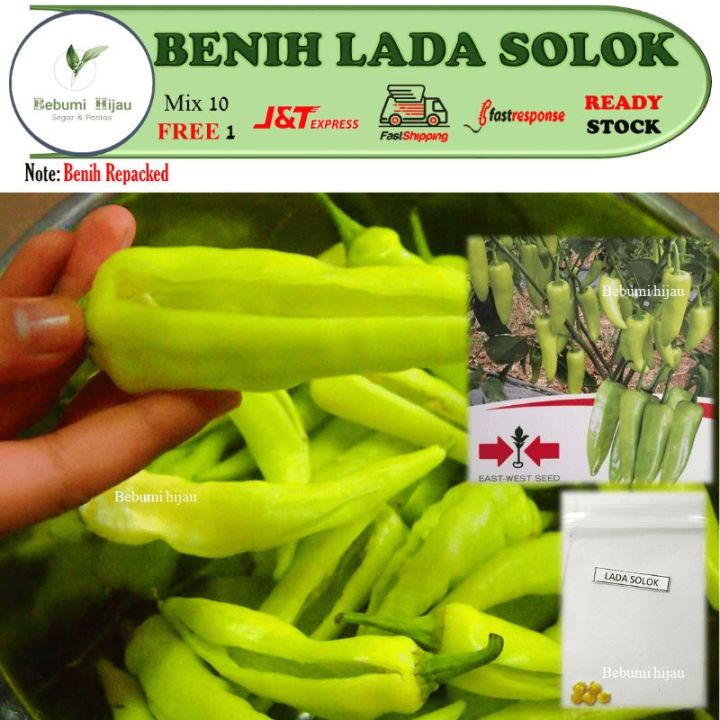 5 Pcs Benih Cili Lada Solok Chili Solok Seeds Lazada