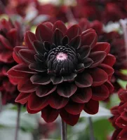 1 หัว /ชุุด เหง้า ต้นรักเร่ Dahlia Bulb สายพันธุ์ Karma Choc สีดำ หัวรักเร่ ดอกไม้ ดอกรักเร่ รักแรกพบ เฟิร์สเลิฟ ดอกไม้นำเข้า พร้อมให้ดอก