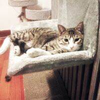 คุณภาพสูงกรอบ Cat Hammock Cat Bed House สบายน่ารักอบอุ่นแบบพกพา Comfort Cat Bed ชั้นวางที่นอน