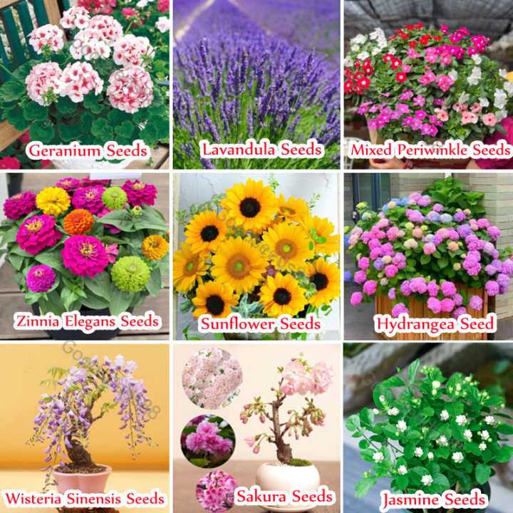 * Easy To Grow * 9 Types Good Quality Flower Seeds for Planting Flowers