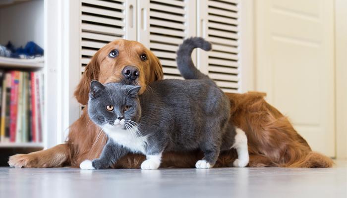 หวีสางขน-หวีแปรงขน-ป้องกันขนพันกัน-ทำให้ขนสวย-สำหรับสุนัขและแมว-แปรงหวีสัตว์เลี้ยงสำหรับขนหมาแมวขนสัตว์