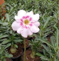 5 เมล็ด เมล็ดพันธุ์ ชวนชม ลูกผสมไฮบริด สายพันธุ์ Sabi star สีขาว กุหลาบทะเลทราย Desert Rose Adenium seed ราชินีบอนไซ ปลูกง่ายมาก รีบสะสม