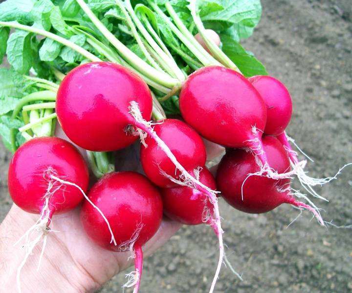 แรดีส-เมล็ดพันธุ์แรดีสเชอรี่เบลล์-cherry-belle-radish-seeds-บรรจุ-30-เมล็ด