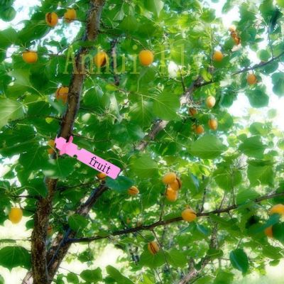 ；【‘； Gardening Tag Seedlings Flower Plant Vegetables Label Garden Direction Sign Fruit Trees Identification Cards 50 Pcs