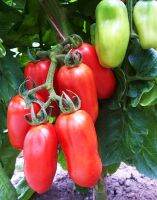 San Marzano tomato (50 seeds) มะเขือเทศซานมาซาโน่ (50 เมล็ด)