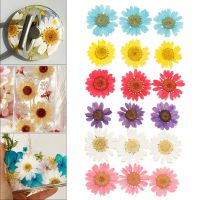 【LZ】✆✌  12 Pçs/saco Hot Sale Pressionado Daisy Dried Flower Pendant Colar Resina Jóias Fazendo Maquiagem Artesanato DIY Acessórios Nail Stickers