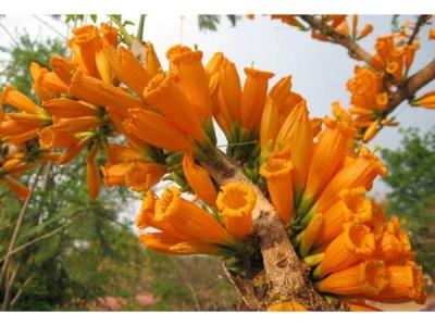 ต้นพันธุ์กาสะลองคำ (ปีบสีส้ม) ออกดอกทั้งปีดอกสีเหลืองส้มสวยงามในช่วงที่มีอากาศหนาวจะสวยงามมาก ถุงดำ 99 บาท