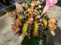 เมล็ด ยิมโนด่าง Mix  จากแม่พันธุ์ชื่อดัง เกือบ 200 โคลน Cactus Seeds gymnocalycium mihanovichii variegata 1 หลอด บรรจุ 500-600 เมล็ด โดยประมาน ซื้อครบ 5 ชุด แถม 1 ชุด