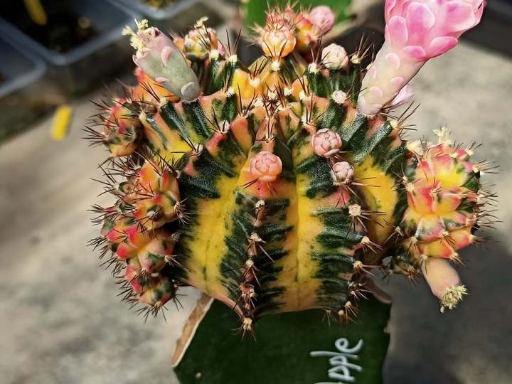 เมล็ด-ยิมโนด่าง-mix-จากแม่พันธุ์ชื่อดัง-เกือบ-200-โคลน-cactus-seeds-gymnocalycium-mihanovichii-variegata-1-หลอด-บรรจุ-500-600-เมล็ด-โดยประมาน-ซื้อครบ-5-ชุด-แถม-1-ชุด