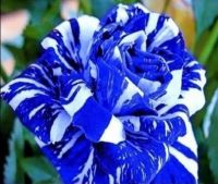 30 เมล็ด เมล็ดพันธุ์ กุหลาบ สตาร์แอนด์สไตร้พส์ Stripes Rose Seeds สี ขาว-น้ำเงิน ดอกใหญ่ นำเข้าจากต่างประเทศ พร้อมคู่มือ เมล็ดสดใหม่