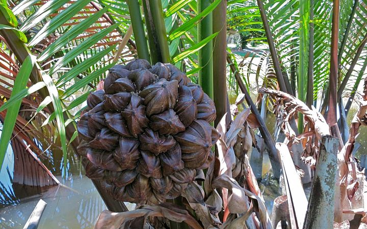 ขายส่ง-เมล็ดต้นจาก-nypa-palm-ชื่ออื่นว่า-ลูกชิด-ลูกจาก-ลูกชก-ลูกลาน-ไม้ป่าชายเลน-สกุลปาล์ม-ลูกจากลอยแก้ว-ขนมจาก-น้ำตาลจาก-น้ำส้มจาก-20-เมล็ด