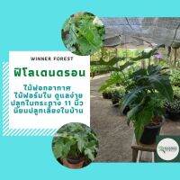 ( Pro+++ ) สุดคุ้ม ต้นฟิโลเดนดรอน ฟิโลดราก้อน ฟิโลใบมะละกอ #ไม้ประดับ #ไม้ฟอกอากาศ ในกระถาง 11 นิ้ว ราคาคุ้มค่า พรรณ ไม้ น้ำ พรรณ ไม้ ทุก ชนิด พรรณ ไม้ น้ำ สวยงาม พรรณ ไม้ มงคล