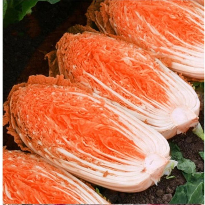 ผักกาด-chinese-cabbage-seeds-ผักกาดขาว-ผักกาดสีส้ม-เมล็ดพันธุ์ผักกาด-สีสันน่าทาน-ปลูกง่าย