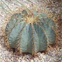 โปรดีล คุ้มค่า Cactus : Ferocactus Gluacescens (เฟอโรถังฟ้า) ของพร้อมส่ง พรรณ ไม้ น้ำ พรรณ ไม้ ทุก ชนิด พรรณ ไม้ น้ำ สวยงาม พรรณ ไม้ มงคล