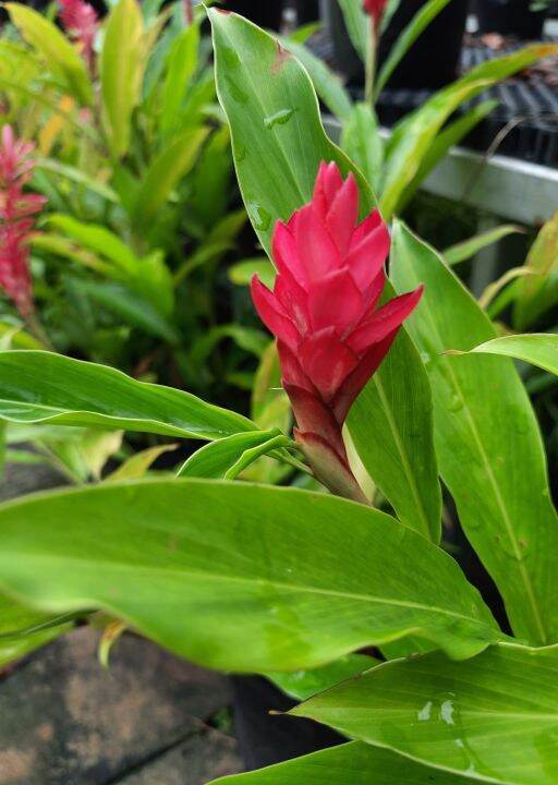 Alpinia Purpurata  Red Ginger Outdoor Plant Seed 