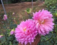 1 เหง้า/ชุุด รักเร่ Dahlia Bulb สายพันธุ์ Dah. Arthur Humbly หัวรักเร่ ดอกไม้ หัวหน่อ นำเข้า เหง้า เนเธอร์แลน หัวสดใหม่