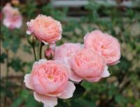 30 เมล็ด เมล็ดพันธุ์ กุหลาบ พันธุ์ The Alnwick Rose Seed ดอกใหญ่ นำเข้าจากต่างประเทศ พร้อมคู่มือ เมล็ดสดใหม่