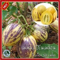 50+ เมล็ด เปปปิโนสีเหลือง  เปปิโนเมล่อนสีเหลือง Yellow Pepino Melon เมล็ดเปปปิโนสีเหลือง เมล็ดเปปิโนเมล่อนสีเหลือง เมล็ดเปปิโน เปปิโน เปปปิโน