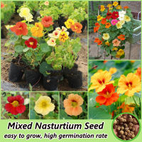 ไทยแลนด์สปอต 30เมล็ด/ห่อ บอนสี เมล็ดพันธุ์ ผักนัซเทอร์ฌัม Mixed Nasturtium Seeds Flower Seed Plants ต้นไม้มงคล เมล็ดบอนสี ต้นบอนสี เมล็ดดอกไม้ บอนไซ ไม้ประดับ บอนสีพันหายาก ดอกไม้ปลูก พันธุ์ดอกไม้ ต้นดอกไม้สวยๆ ดอกไม้จริง แต่งบ้านและสวน ประเทศไทยปลูกง่าย