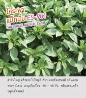 เมล็ดพันธุ์ โหระพา แม็กนั่ม ES-981 - Sweet Basil ตราดอกแตง เมล็ดพันธุ์คุณภาพ "เพื่อนเกษตรกร"