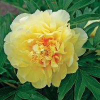 10 เมล็ด เมล็ดโบตั๋น ดอกโบตั๋น ดอกพีโอนี (Peony) สีเหลือง Yellow Peony ดอกไม้นี้​เป็นสัญลักษณ์ของความมั่งคั่งร่ำรวย ความซื่อสัตย์ เปอร์เซ็นต์การงอก 70-80%