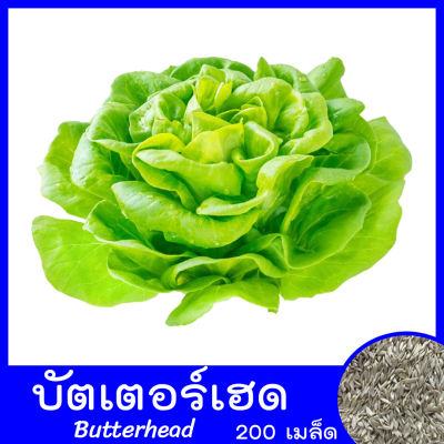 เมล็ดพันธุ์ผักสลัด บัตเตอร์เฮด(Butterhead Lettuce)  ผักสลัด ผักไฮโดรโปนิกส์ homes