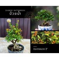 บ๊วยน้ำ บอนไซจิ๋ว?[Chinese buttonbush] กระถาง 3”โชว์ราก อายุ 8 เดือน