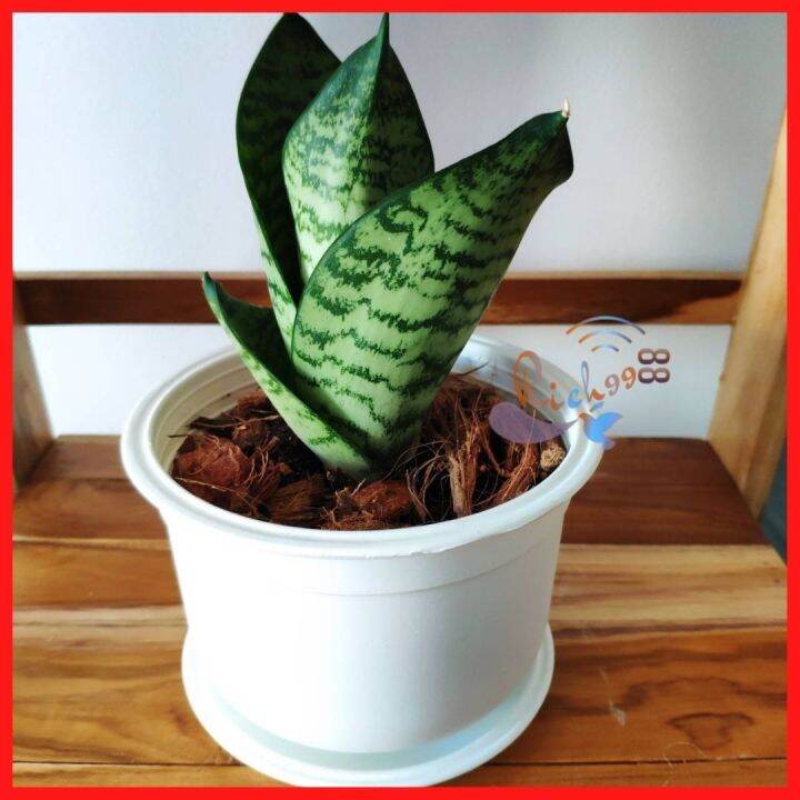 ลิ้นมังกรแคระ-เขียวลาย-ฮานิอาย-sansevieria-hahnii-พร้อมกระถาง-จานรอง-ต้นลิ้นมังกร-ต้นไม้มงคล-ต้นไม้ฟอกอากาศ-ไม้มงคล-ไม้มงคลแคระ-ต้นไม้แต่งห้อง