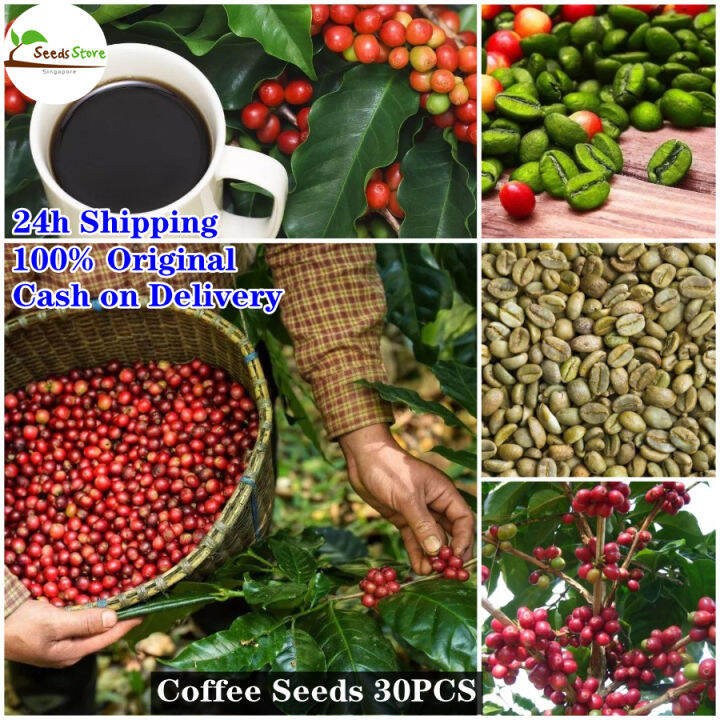 [Fast Germination] Coffee Seeds Fruit Tree Seeds tropical Fruit Tree(30