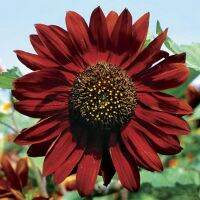 10 เมล็ด ทานตะวันสีแดงกำมะหยี่ - Velvet Queen Sunflower