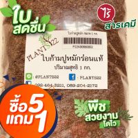 ใบก้ามปู หมัก ร่อน แท้ 100%  1 กิโลกรัม ซื้อ 5 แถม 1 ไม่ผสมดิน พร้อมปลูก เหมาะกับ บอนสี ไม้ด่าง ไม้ดอก ไม้ใบ ไม้ฟอกอากาศทุกชนิด แคคตัส