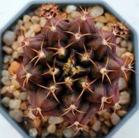 กระบองเพชร Gymnocalycium mihanovichii Brown sugar ยิมโนสีทองแดง บราวซูก้า