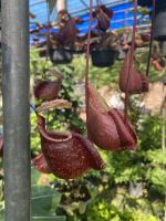 หม้อข้าวหม้อแกงลิง ต้นไม้กินแมลงหม้อใหญ่ (หม้อลาย) หรือ Flask-Shaped Pitcher-Plant เป็นไม้ประดับหายากจัดส่งในกระถาง 6 นิ้ว ต้นสวยหมอใหญ่ หม้อโต หม้อข้าวหม้อแกงลิง ต้นไม้กินแมลงหม้อใหญ่ เป็นไม้ประดับหายาก ใกล้สูญพันธุ์ พืชมหัศจรรย์ พืชกินสัตว์