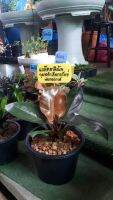 แบล็คคาดินัล หรือ กุมารดำเรียทรัพย์Philodendron Black Cardina กระถาง 9นิ้วช่วยเสริมมงคล โชคลาภสีสันของใบจะมีความหลากหลายสวยงาม ช่วงใบอ่อนๆ สีจะเป็นสีช็อคโกแลต และค่อยๆ เข้มขึ้น พอใบแก่ก็จะเปลี่ยนเป็นสีเขียวเข้ม และใบหนามีความมันวาว สวยงาม