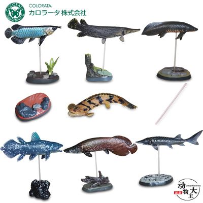 Japan Colorata simulation childrens plastic model toy ornaments ancient fish museum ancient fish ocean