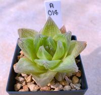 Haworthia Cymbiformis ‘Kyonohananishiki’ A018