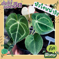 ต้นหัวใจหน้าวัว ต้นหน้าวัว ใบหัวใจกำมะหยี่ Anthurium Clarinervium ฟอร์มสวย ขนาด 4นิ้วไซร้มินิ ไม้สะสมไม้หายากมาก พร้อมกระถาง 6นิ้ว ต้นไม้มงคล