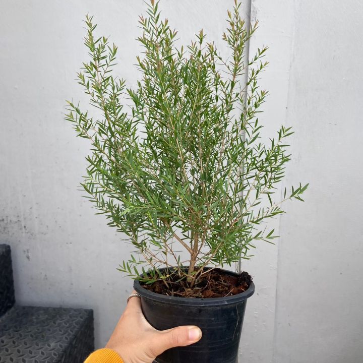 ซื้อ5ต้น-35-ต้นสนหอม-ไล่ยุง-chamaecyparis-lawoniana-สนหอม-ต้นไม้มงคล-ต้นไม้ฟอกอากาศ-ไม้ประดับ