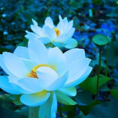 เมล็ดบัว 100 เมล็ด ดอกสีฟ้า ดอกเล็ก พันธุ์แคระ จิ๋ว ของแท้ 100% เมล็ดพันธุ์ Seeds Bonsaiบัวดอกบัว ปลูกบัว เม็ดบัว สวนบัว บัวอ่าง Lotus Waterlily Seed