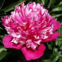 20 เมล็ด เมล็ดโบตั๋น ดอกโบตั๋น ดอกพีโอนี (Peony) สีชมพู Celebrity ดอกไม้นี้​เป็นสัญลักษณ์ของความมั่งคั่งร่ำรวย ความซื่อสัตย์ อัตราการงอก 70-80%