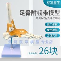 Yellow River model foot ankle joint model with the function of ligament foot bone model use medical care