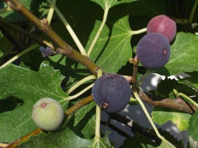 10 เมล็ด เมล็ดมะเดื่อฝรั่ง Figs สายพันธุ์ MysteryX (มาเสตอรี่เอ๊ก) ของแท้ 100% มะเดื่อฝรั่ง หรือ ลูกฟิก (Fig) อัตราการงอก 70-80% Figs Seed มีคู่มือวิธีปลูก