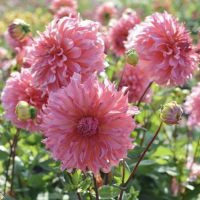 1 เหง้า/ชุุด รักเร่ Dahlia Bulb สายพันธุ์ Islander หัวรักเร่ ดอกไม้ ดอกรักเร่ เหง้า นำเข้า ยุโรป หัวสดใหม่ ผ่านการแช่เย็นแล้ว