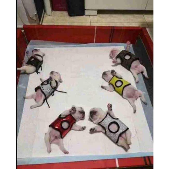 American Bully at Any Dogs Breed Vest Chest Support Lazada