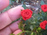 30 เมล็ด Seeds เมล็ดพันธุ์ ดอกกุหลาบ สีแดง พันธุ์แคระ กุหลาบจิ๋ว Rose Seeds