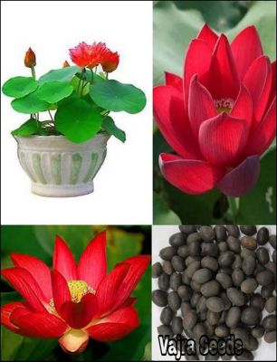 เมล็ดบัว 5 เมล็ด ดอกสีแดง ดอกเล็ก พันธุ์แคระ จิ๋ว  ของแท้ 100% เมล็ดพันธุ์บัวดอกบัว ปลูกบัว เม็ดบัว สวนบัว บัวอ่าง Lotus Seed