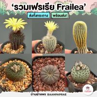 รวมเฟรเรีย Frailea ไม้อวบน้ำ กุหลาบหิน cactus&amp;succulent