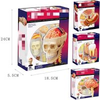 【CC】♝□  Human Hody Organ Anatomical Assembling Teaching Biological Educational