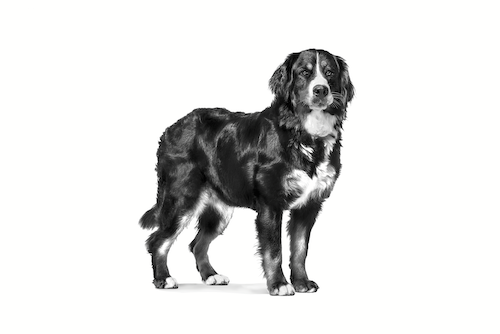 petclub-royal-canin-mature-large-dog-อาหารเม็ดสุนัขสูงวัยพันธุ์ใหญ่-14kg
