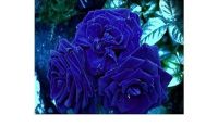 กุหลาบสีน้ำเงิน Damask Rose Seeds  30 เมล็ด Garden Seed เมล็ดพันธุ์ ดอกใหญ่ ดอกหอม นำเข้าจากต่างประเทศ พร้อมคู่มือ